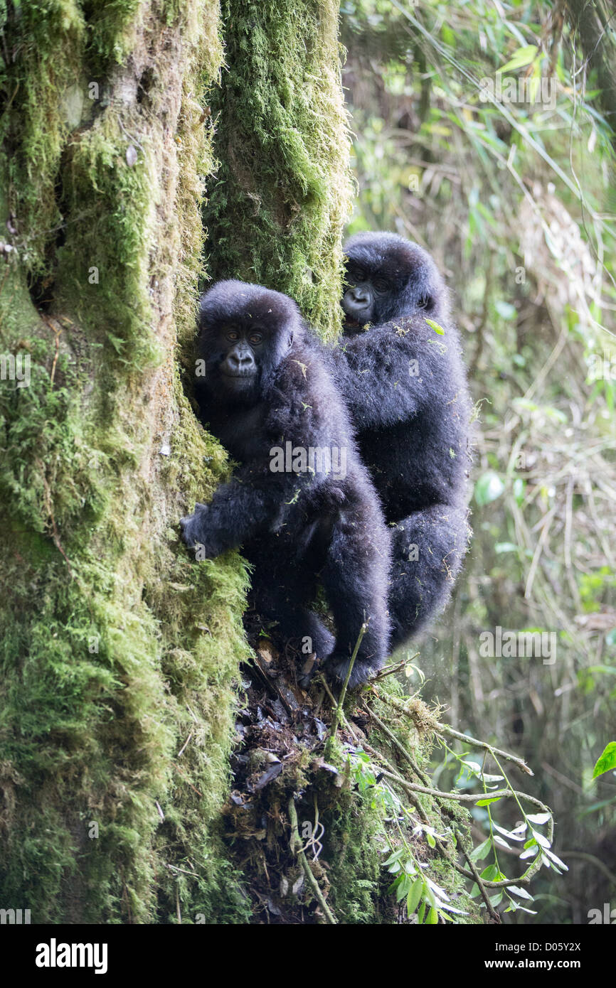 Mountain gorilla (Gorilla gorilla beringei) two juveniles climbing tree