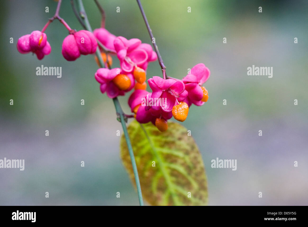 Euonymus europaeus. Fruit of the common spindle plant splitting to reveal the bright orange seed inside. Stock Photo