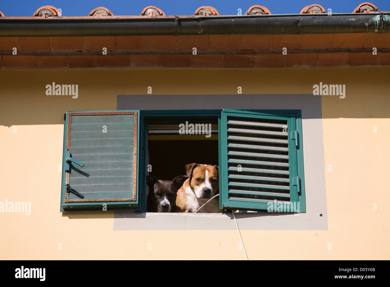 europe, italy, tuscany, collodi, dogs at the window Stock Photo