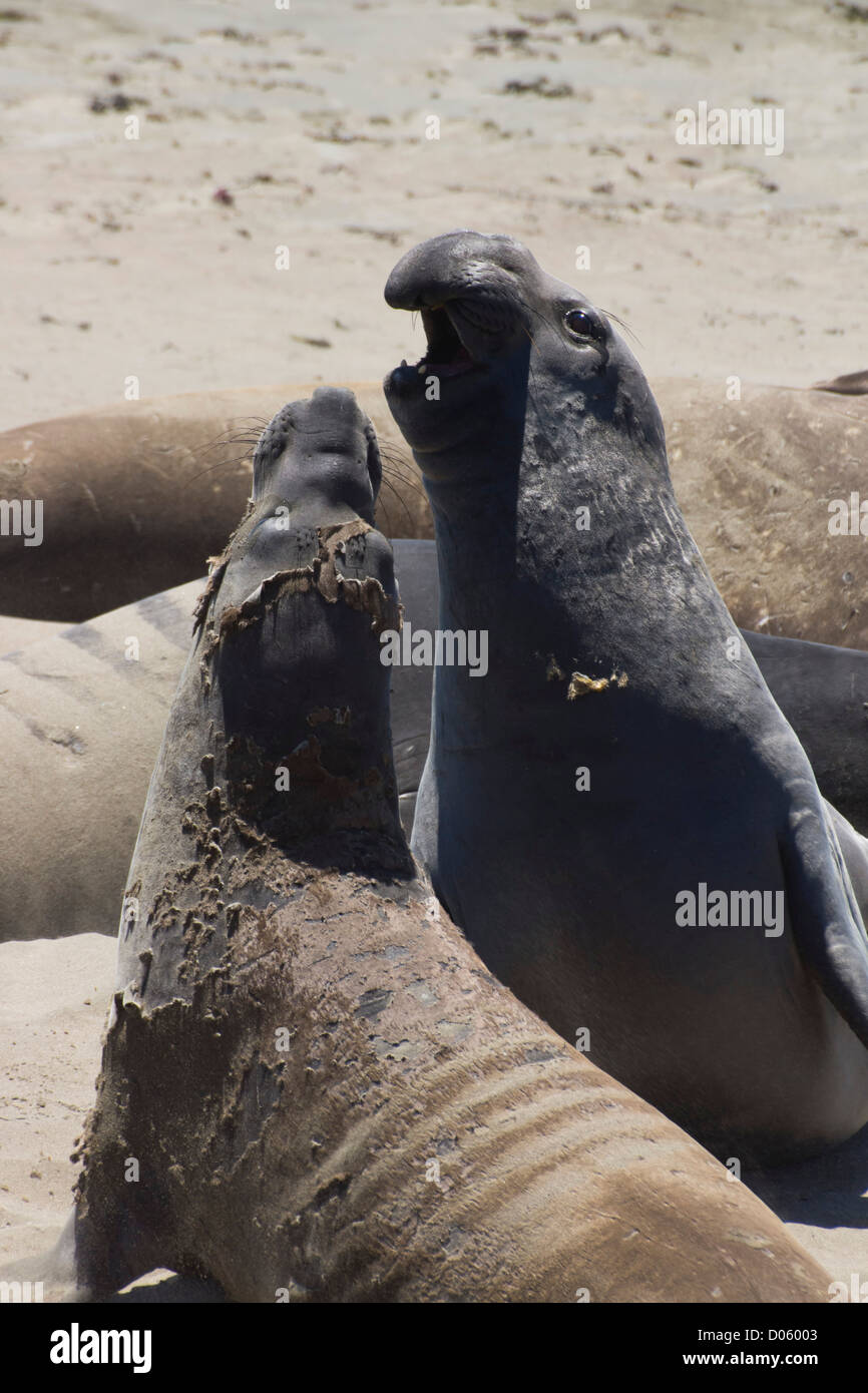 Bull elephant seals hi-res stock photography and images - Alamy