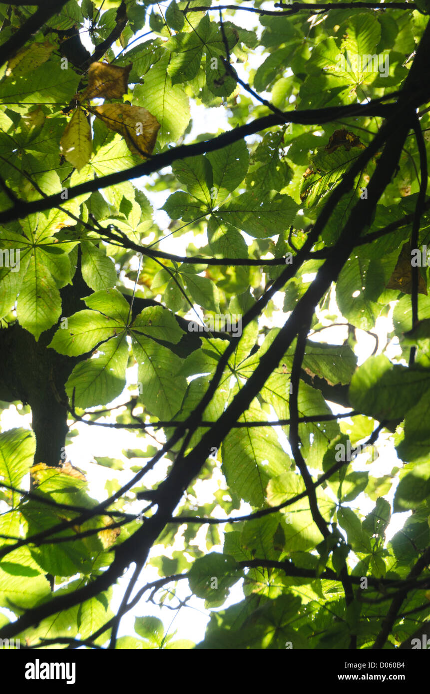 sun shining through leaves Stock Photo