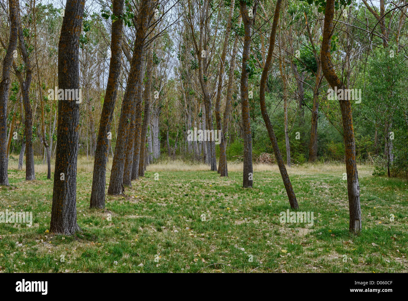 Trees forest near Segovia Stock Photo - Alamy