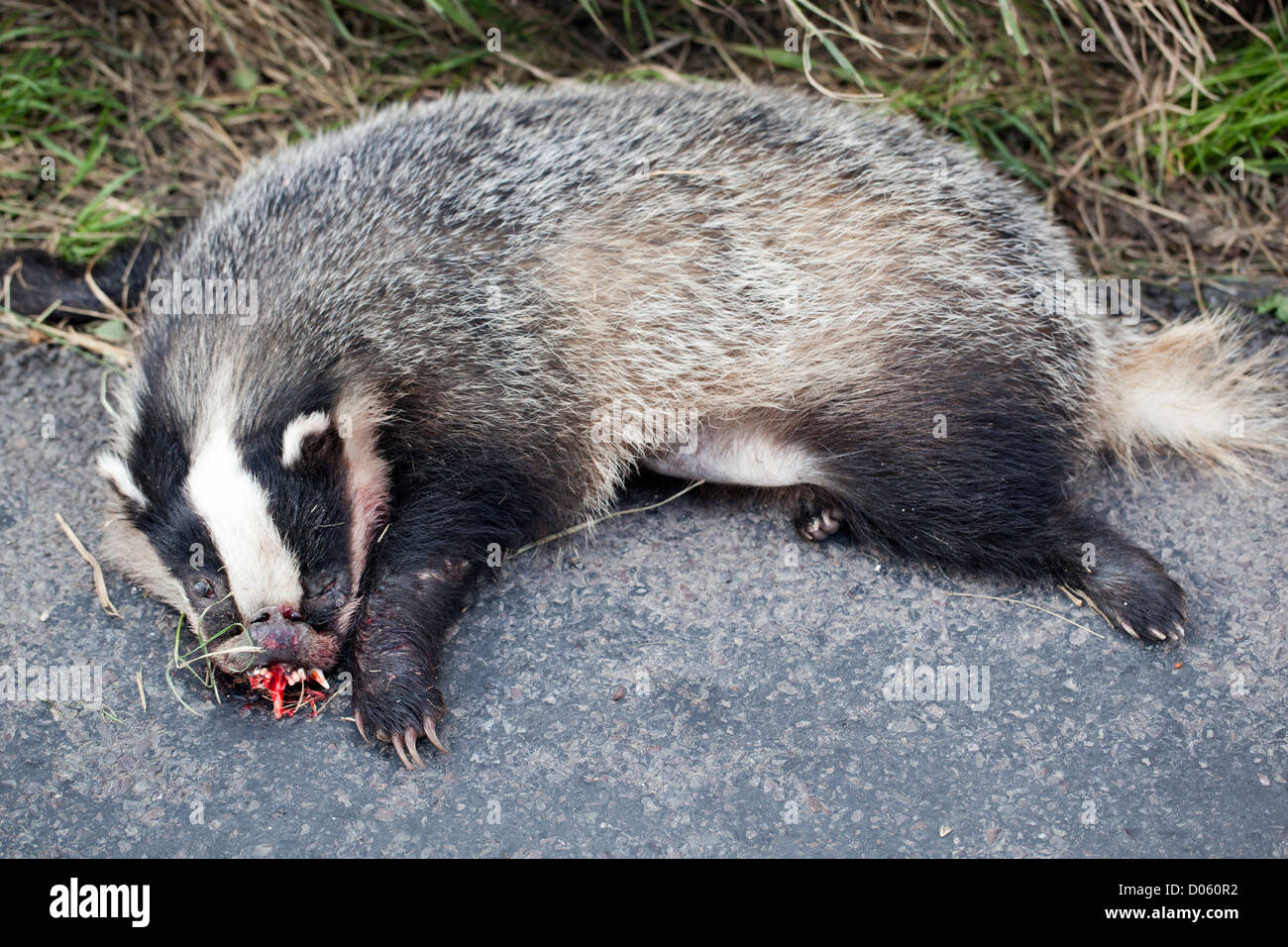 Badger Roadkill Stock Photo Alamy