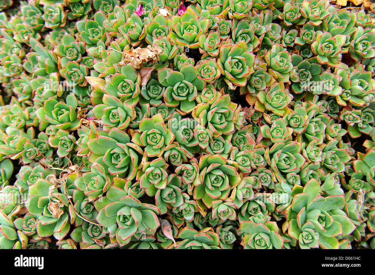 Lush succulent plant Stock Photo