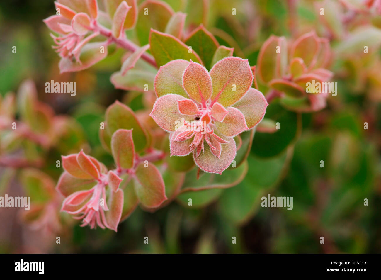 Flower of plant with soft fur like coating Stock Photo