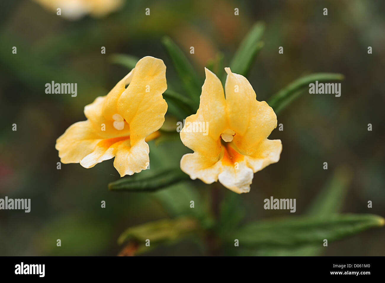 Yellow flowers on single stem Stock Photo