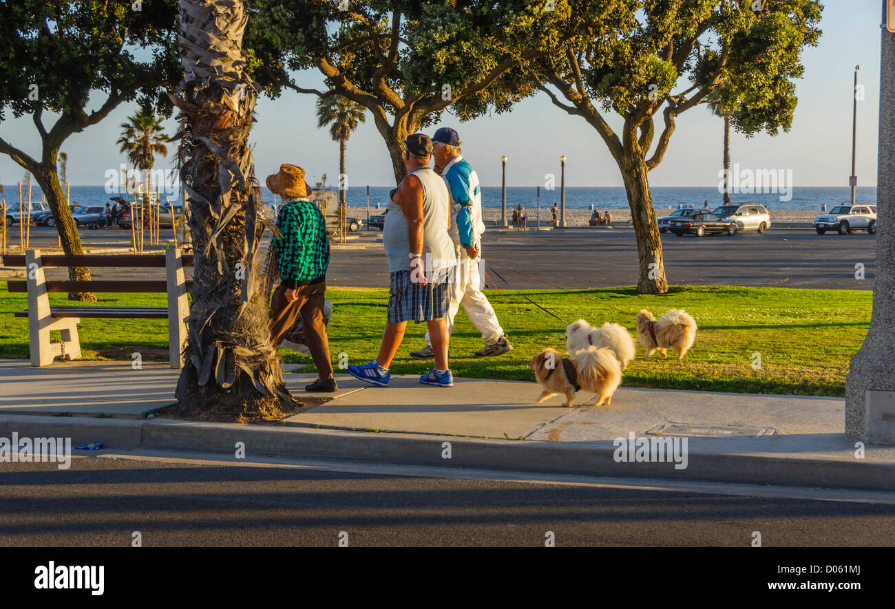 Santa Monica, Los Angeles oceanside resort walking dogs in the ocean