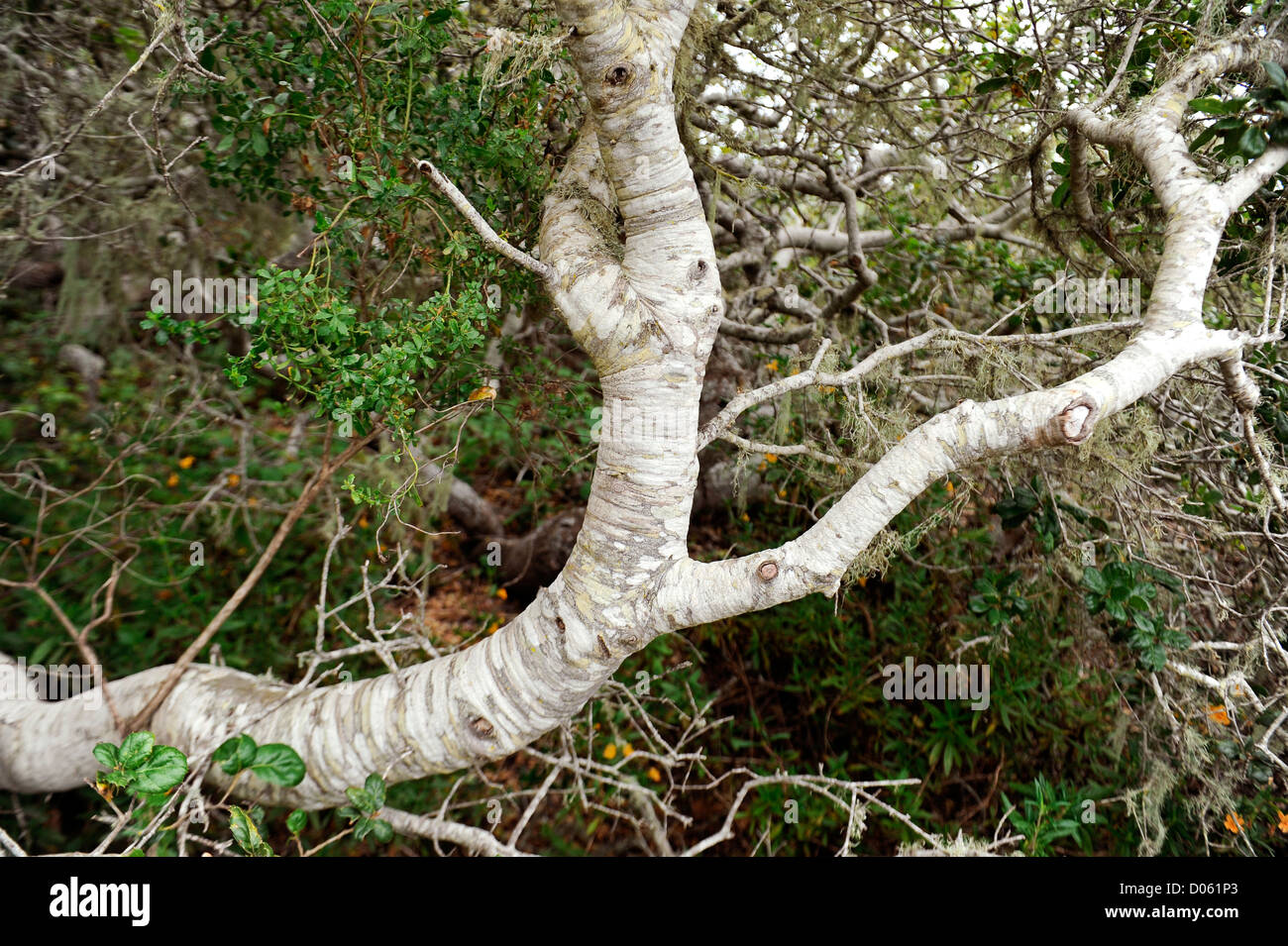 Coastal oak tree in the Elfin forest of Morro Bay Stock Photo