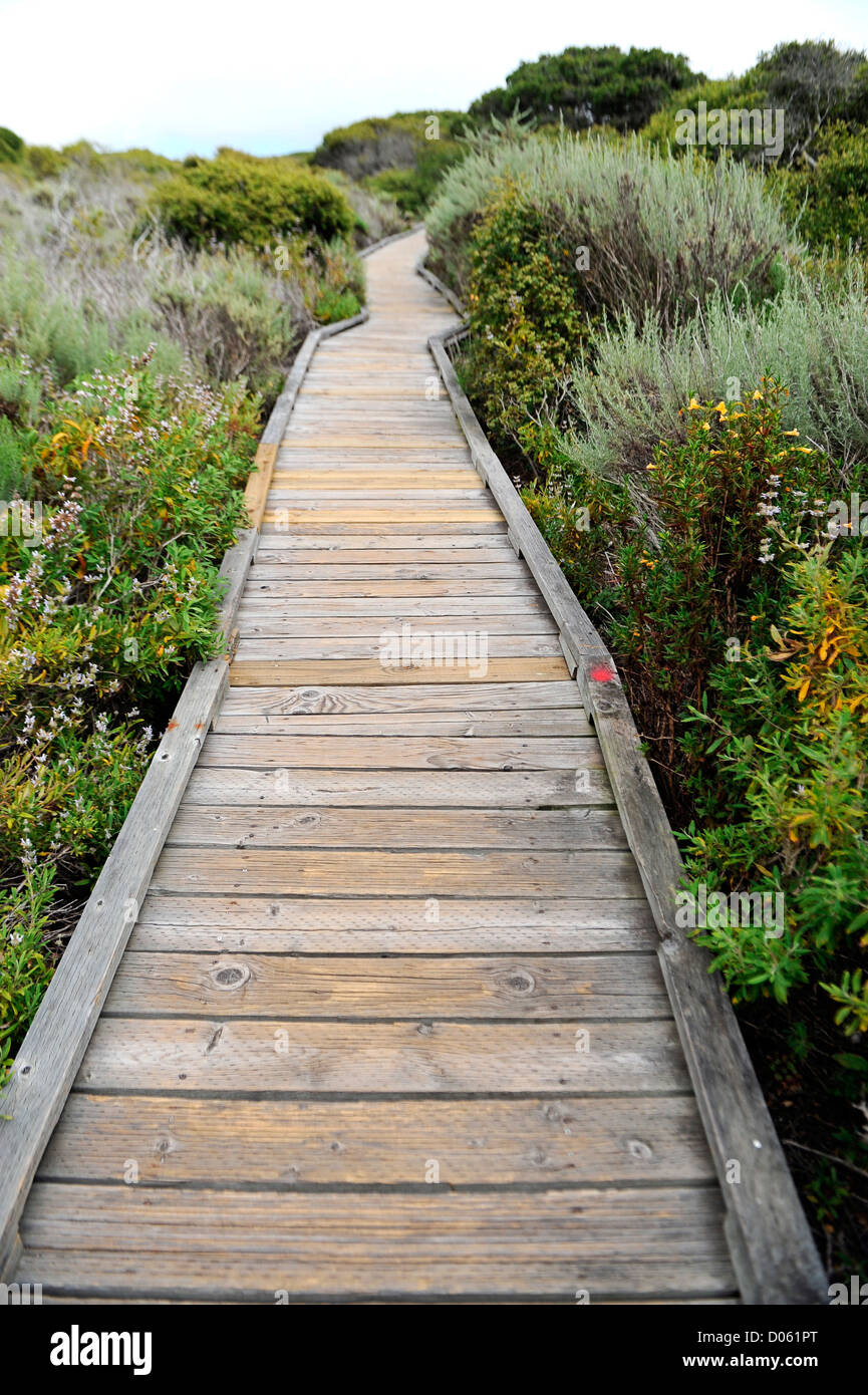 Boardwalk surrounded by coastal brush in Morro Bay Stock Photo