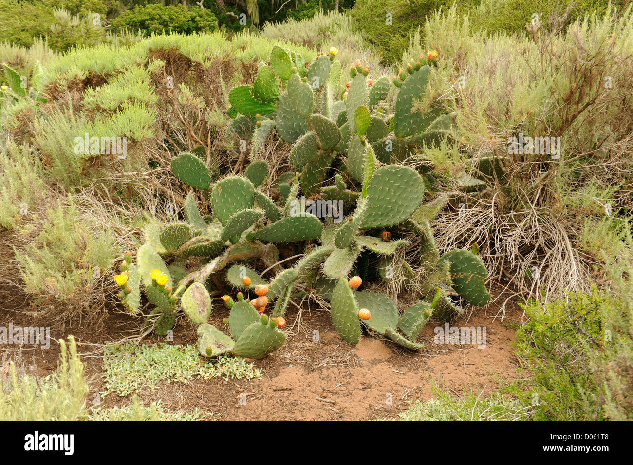 Large cactus with yellow flowers and buds Stock Photo