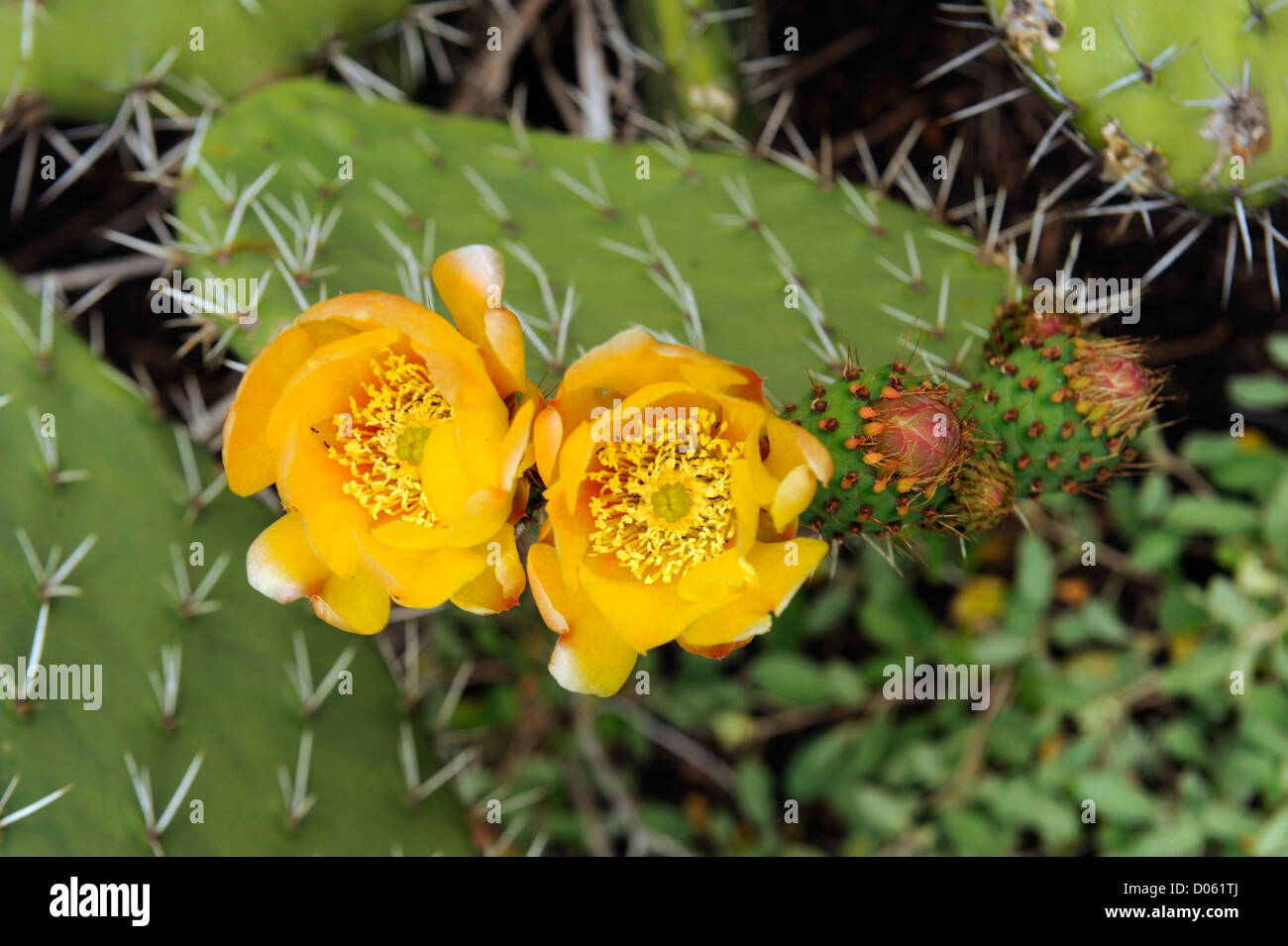 Yellow flowers blooming on a cactus Stock Photo
