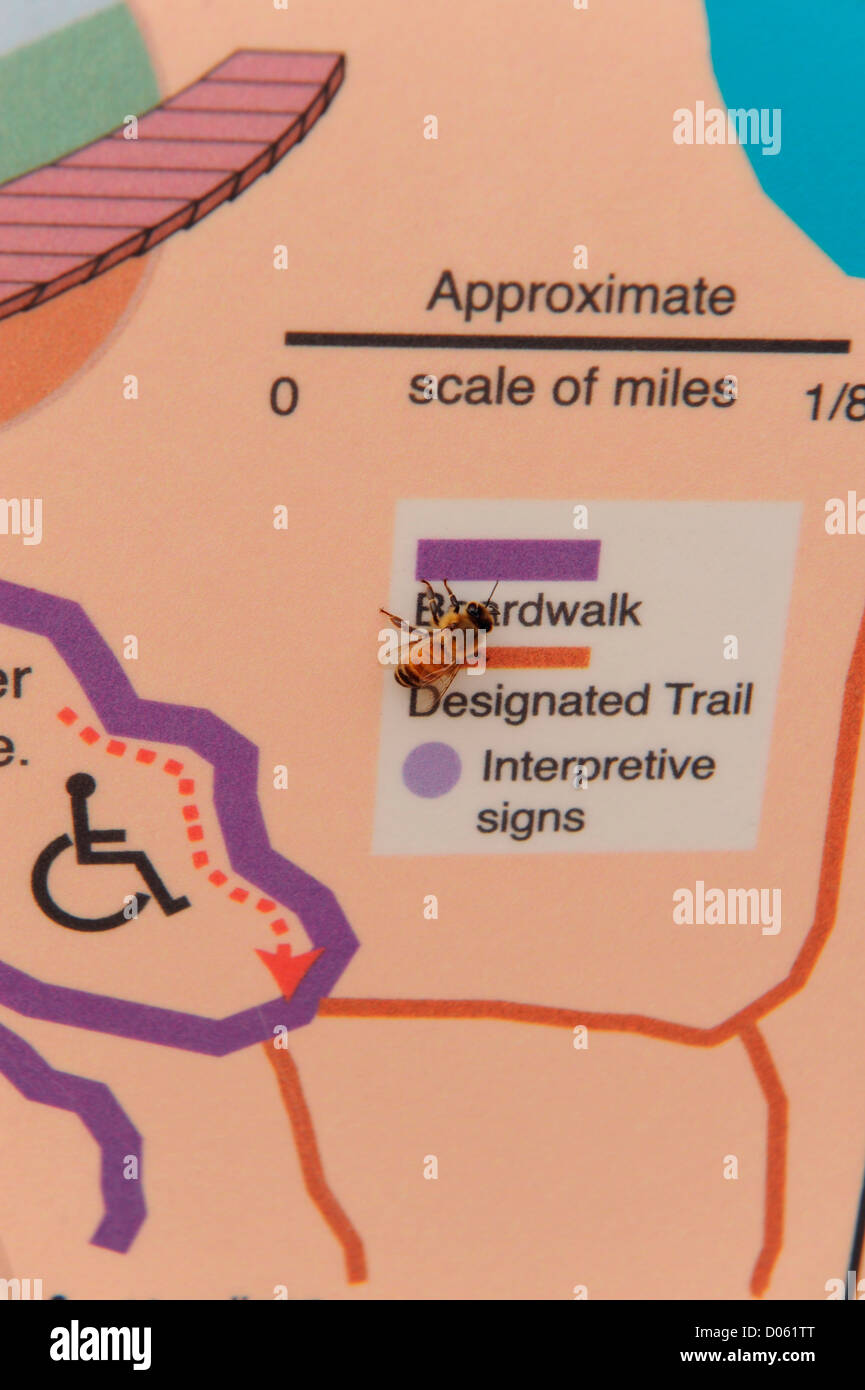 Sign for paths in the Elfin forest of Morro Bay with a Bee resting on the surface Stock Photo