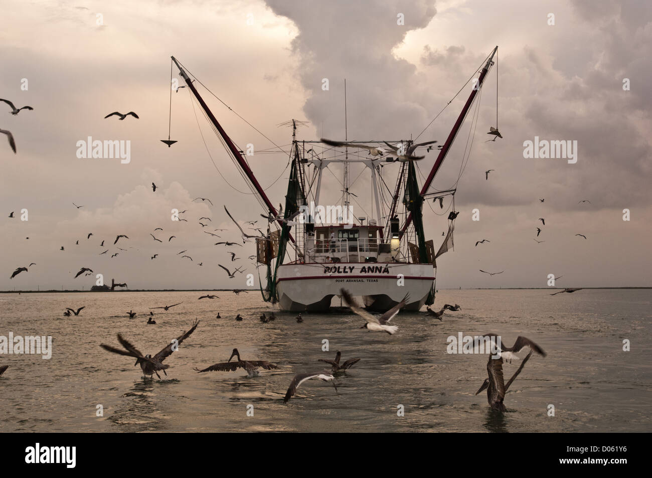 A shrimp boat followed by feeding terns gulls and shorebirds while culling its catch, Port Aransas Texas Stock Photo