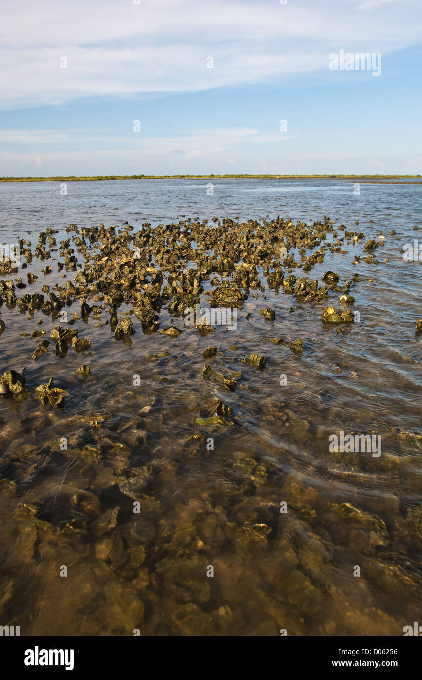 A low tide oyster bar in Redfish Bay, Port Aransas Texas Stock Photo