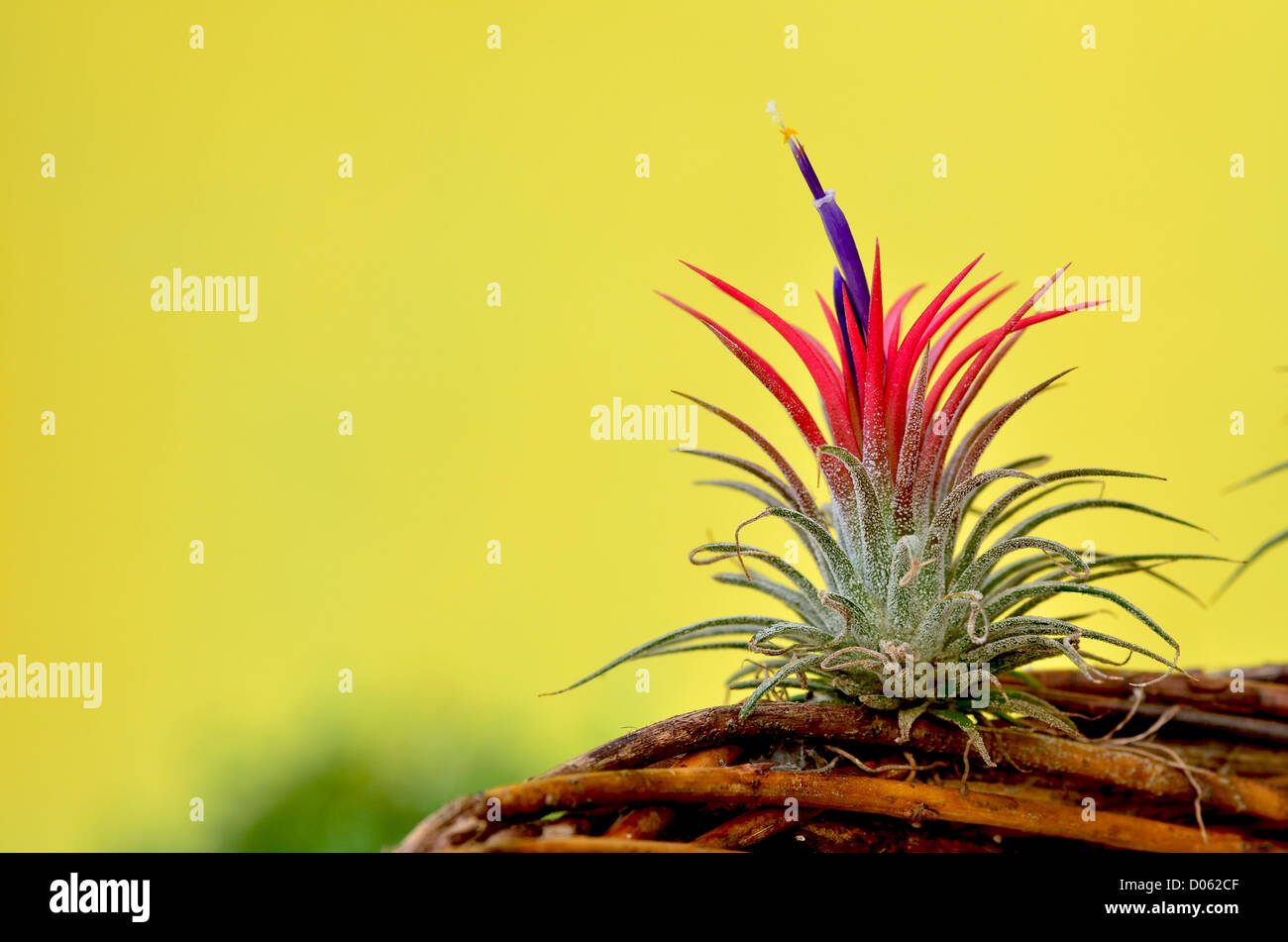 blooming Tillandsia ionantha on yellow background Stock Photo