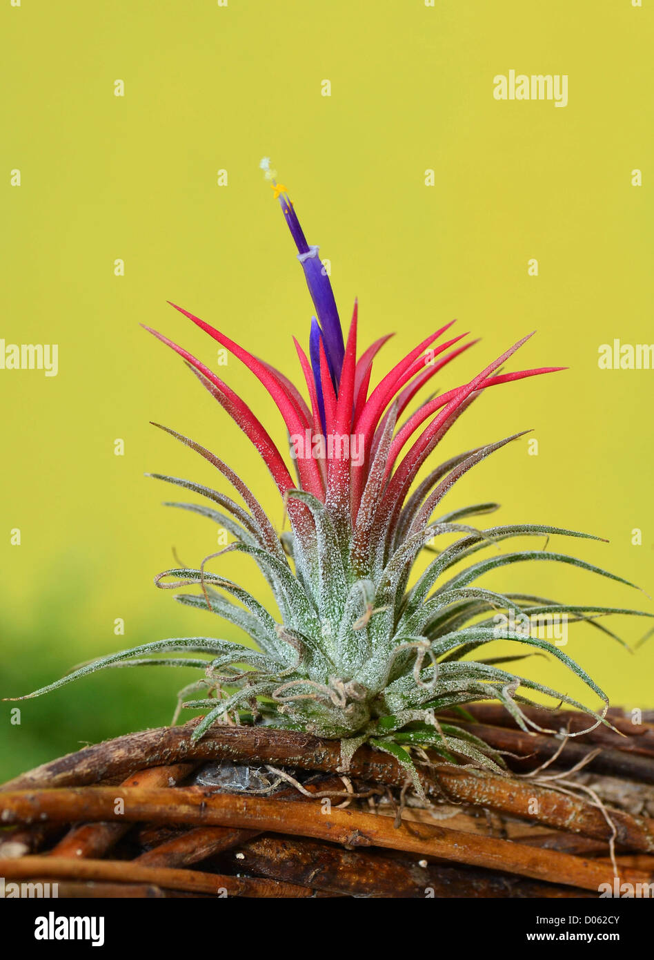blooming Tillandsia ionantha on yellow background Stock Photo