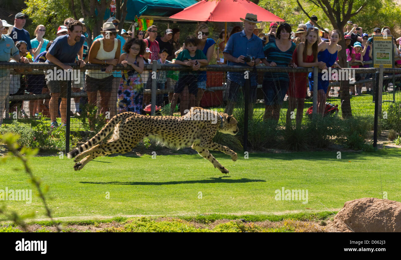 San diego zoo safari park visitors hi-res stock photography and images