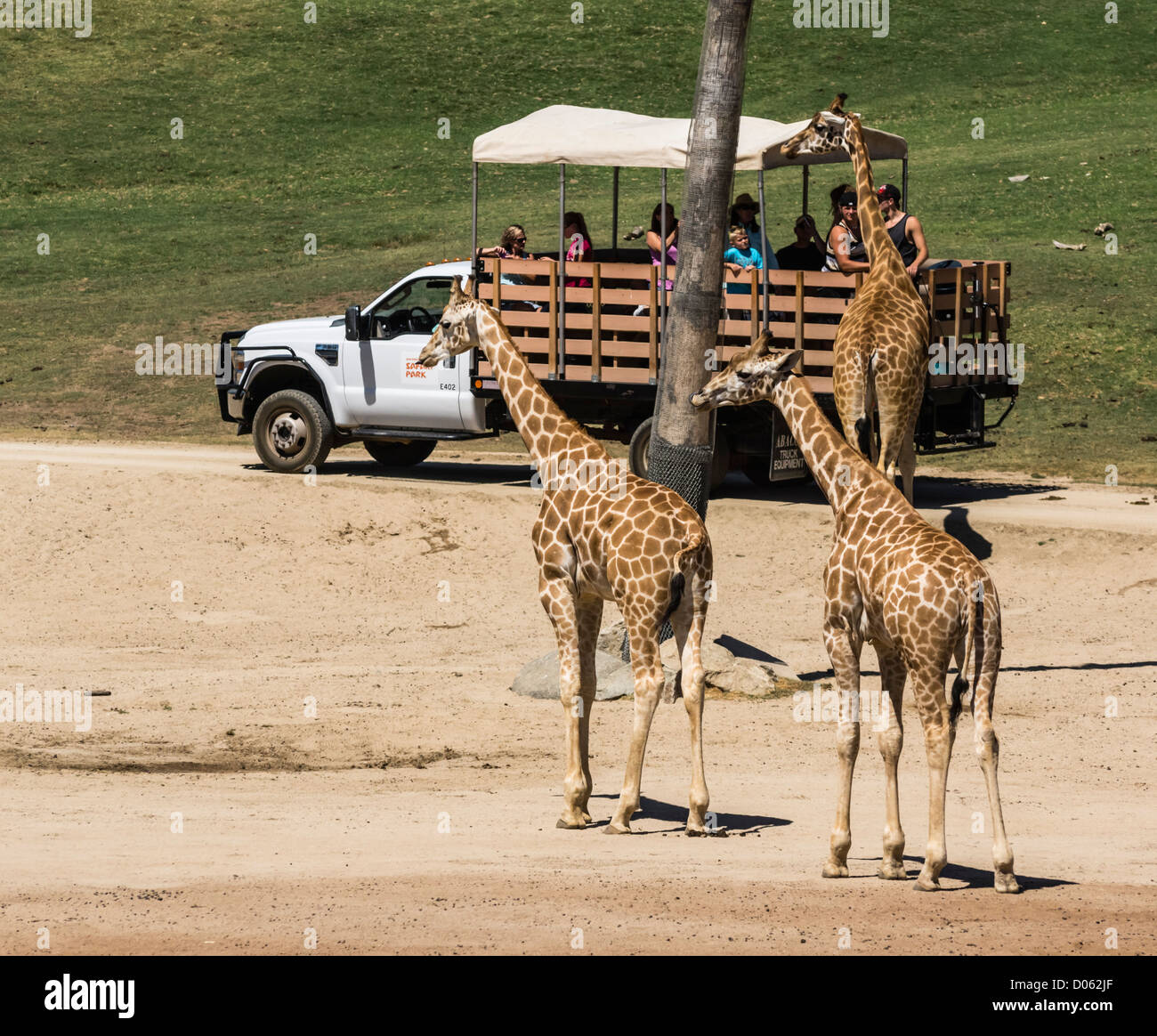 San diego safari park tour hires stock photography and images Alamy