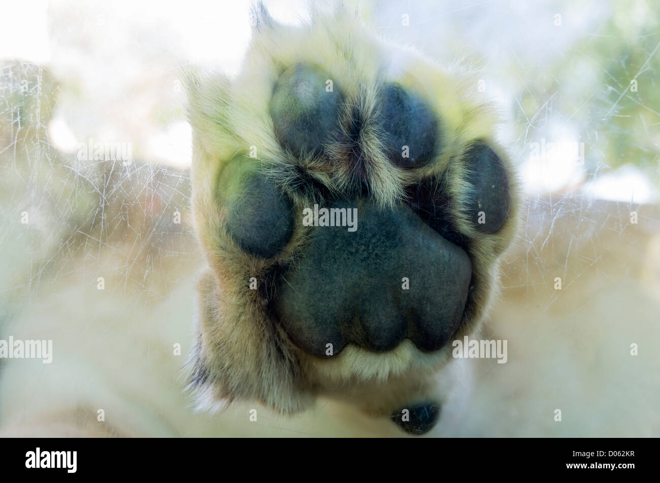 San Diego Safari Park - lion paw against enclosure glass. Stock Photo