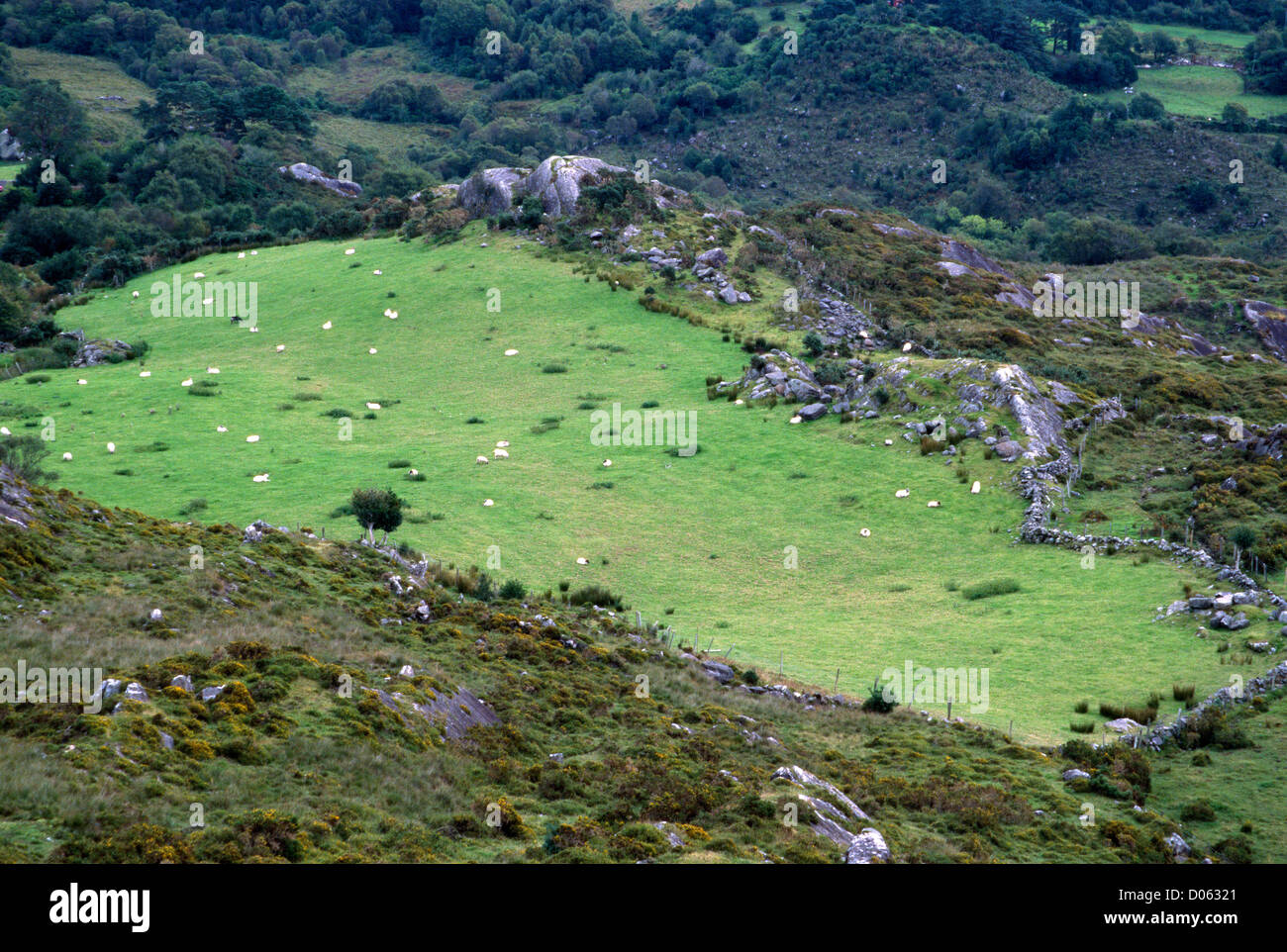 Sheep in Meadow near Goleen Ireland Stock Photo