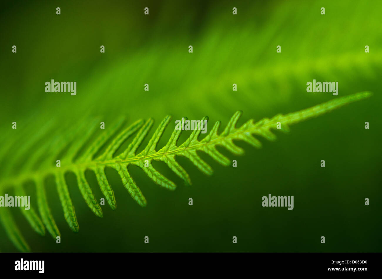 Silver Fern New Zealand High Resolution Stock Photography and Images