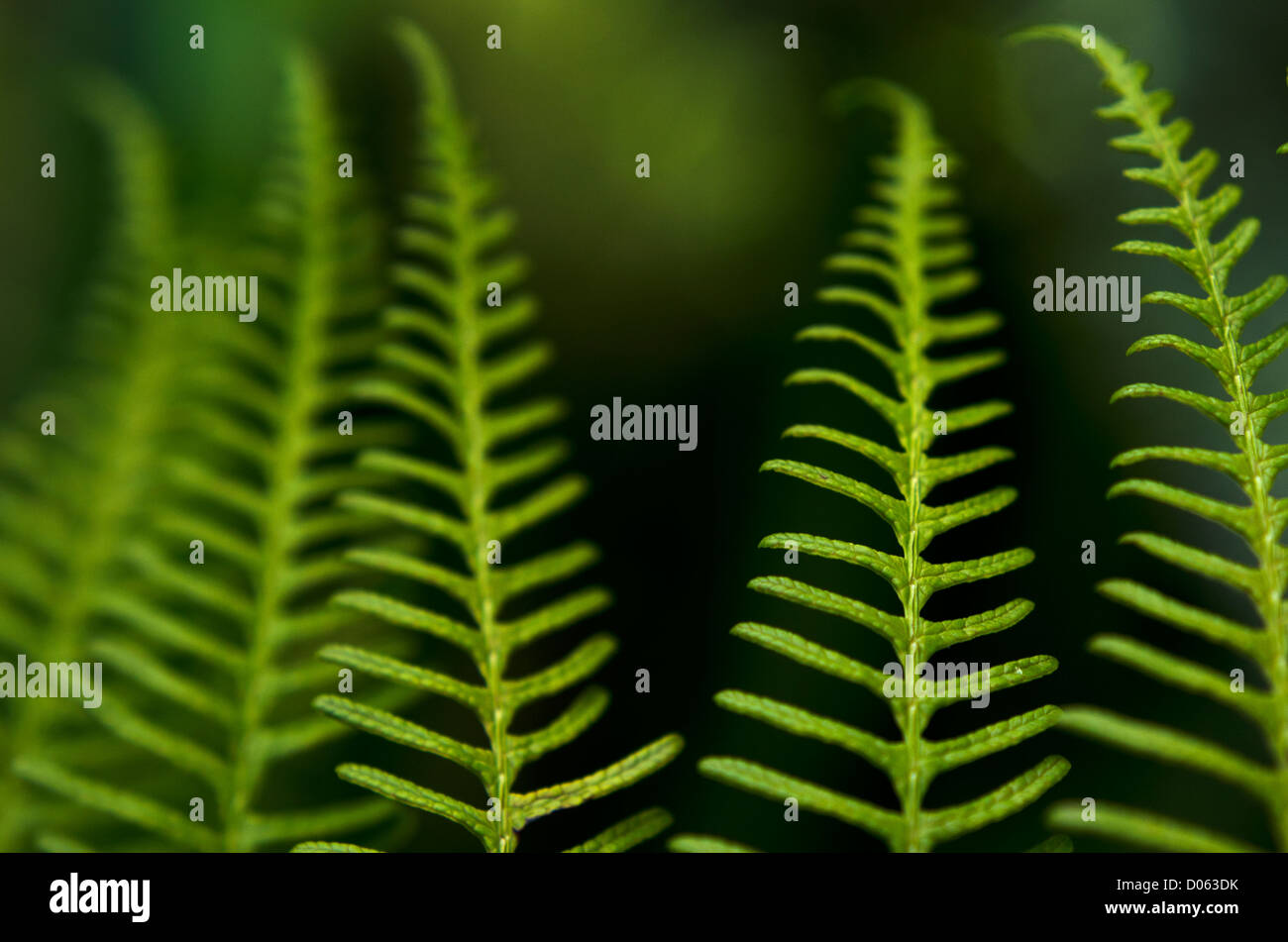 New Zealand Tree Fern Koru High Resolution Stock Photography and Images ...