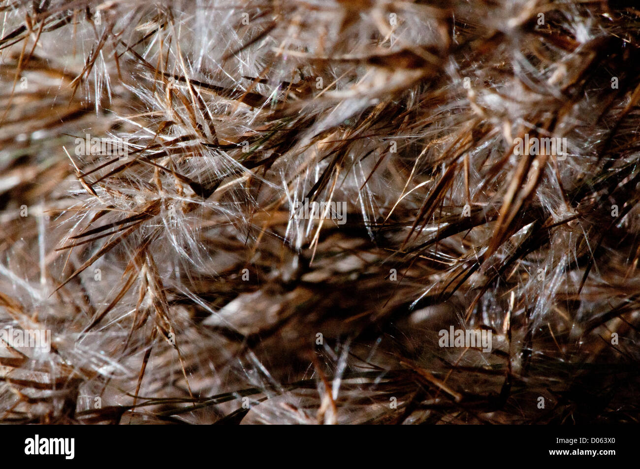 The seeds of the Common Reed. Stock Photo