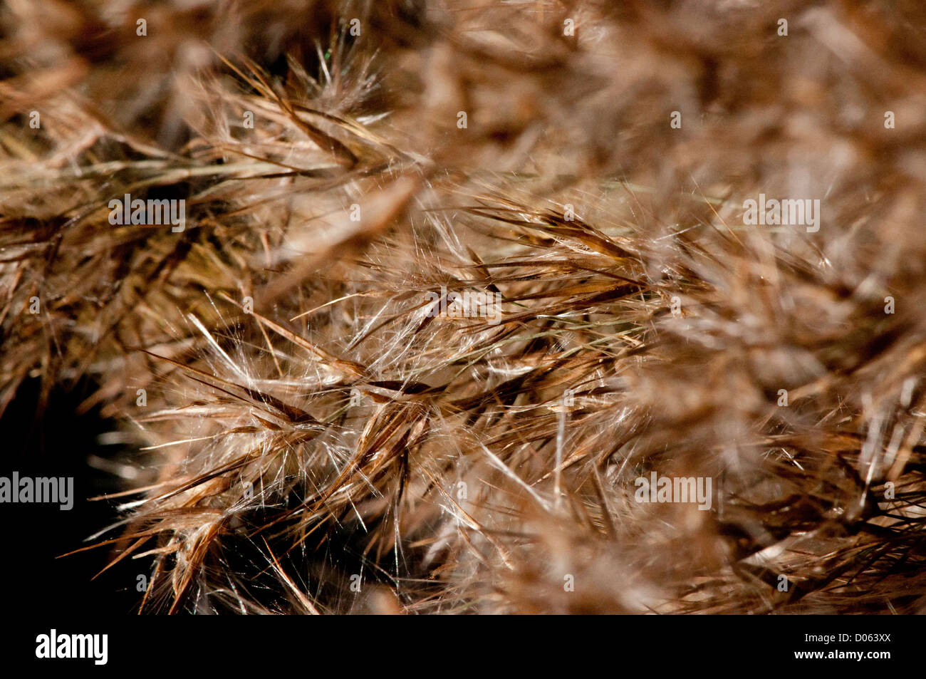 The seeds of the Common Reed. Stock Photo