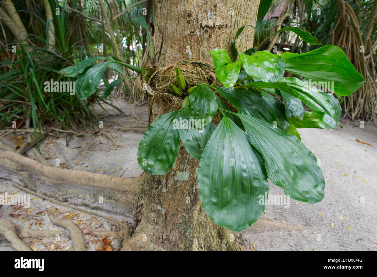 Calanthe growing on a tree trunk, Lankayan Island, Borneo Stock Photo