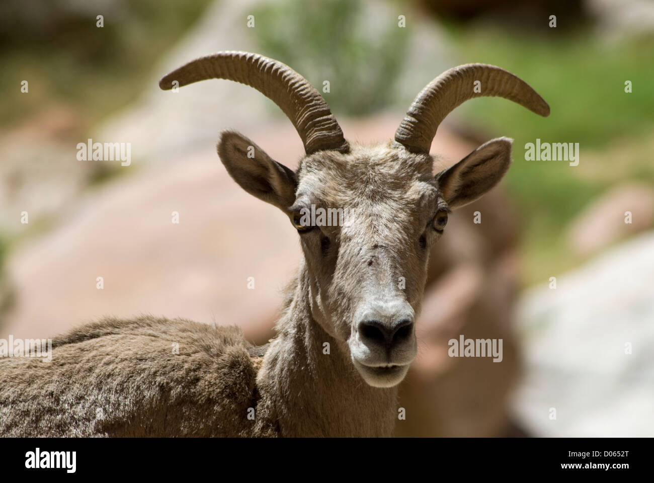 Bighorn sheep in the Grand Canyon, Arizona Stock Photo Alamy