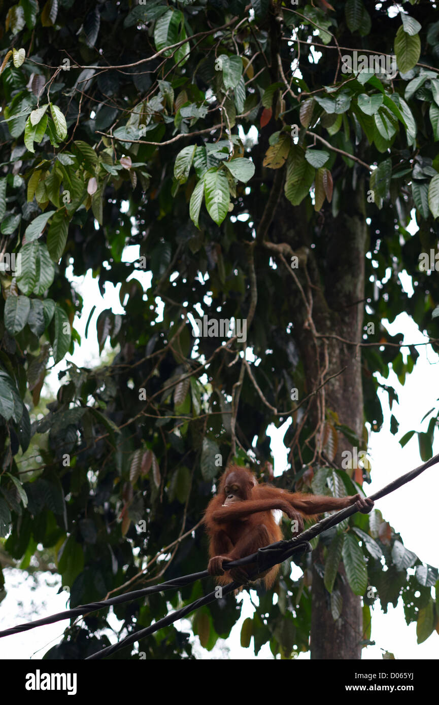Orangutan at Sepilok Orangutan Rehabilitation Centre, Sandakan, Borneo Stock Photo