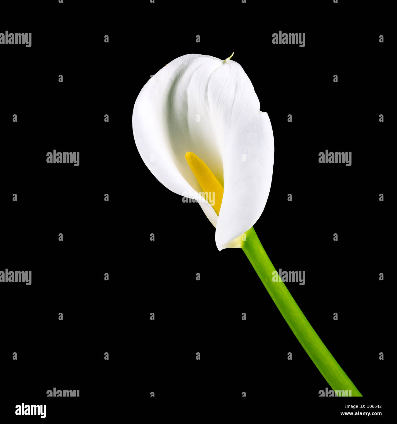 Arum Lily (Zantedeschia aethiopica) closeup Stock Photo Alamy