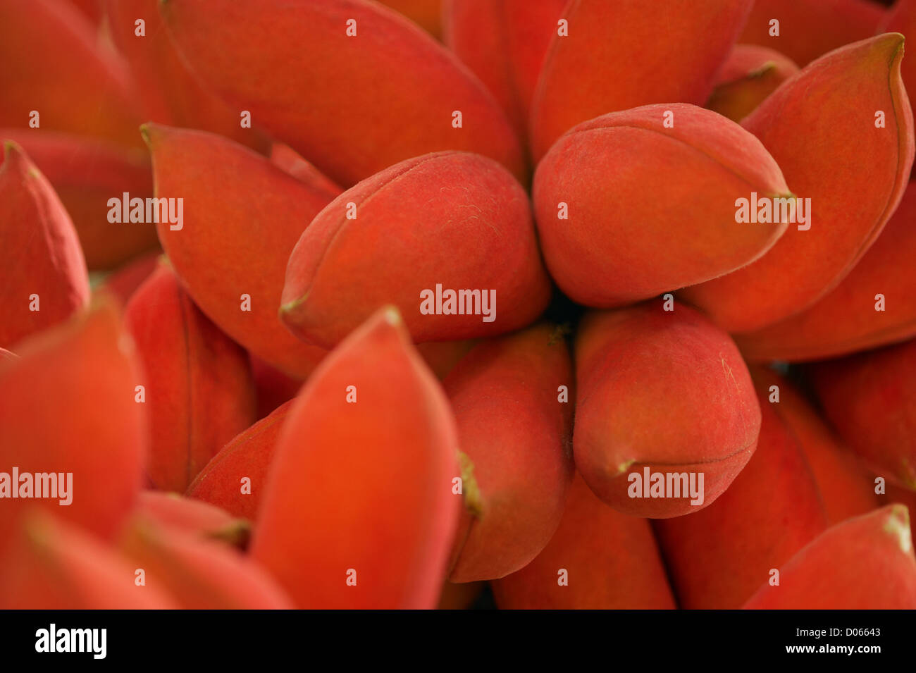 Large red fruits of Kelumpang Sarawak tree (Sterculia Megistophylla) Stock Photo