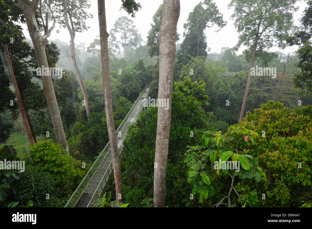 Rainforest discovery centre hi-res stock photography and
