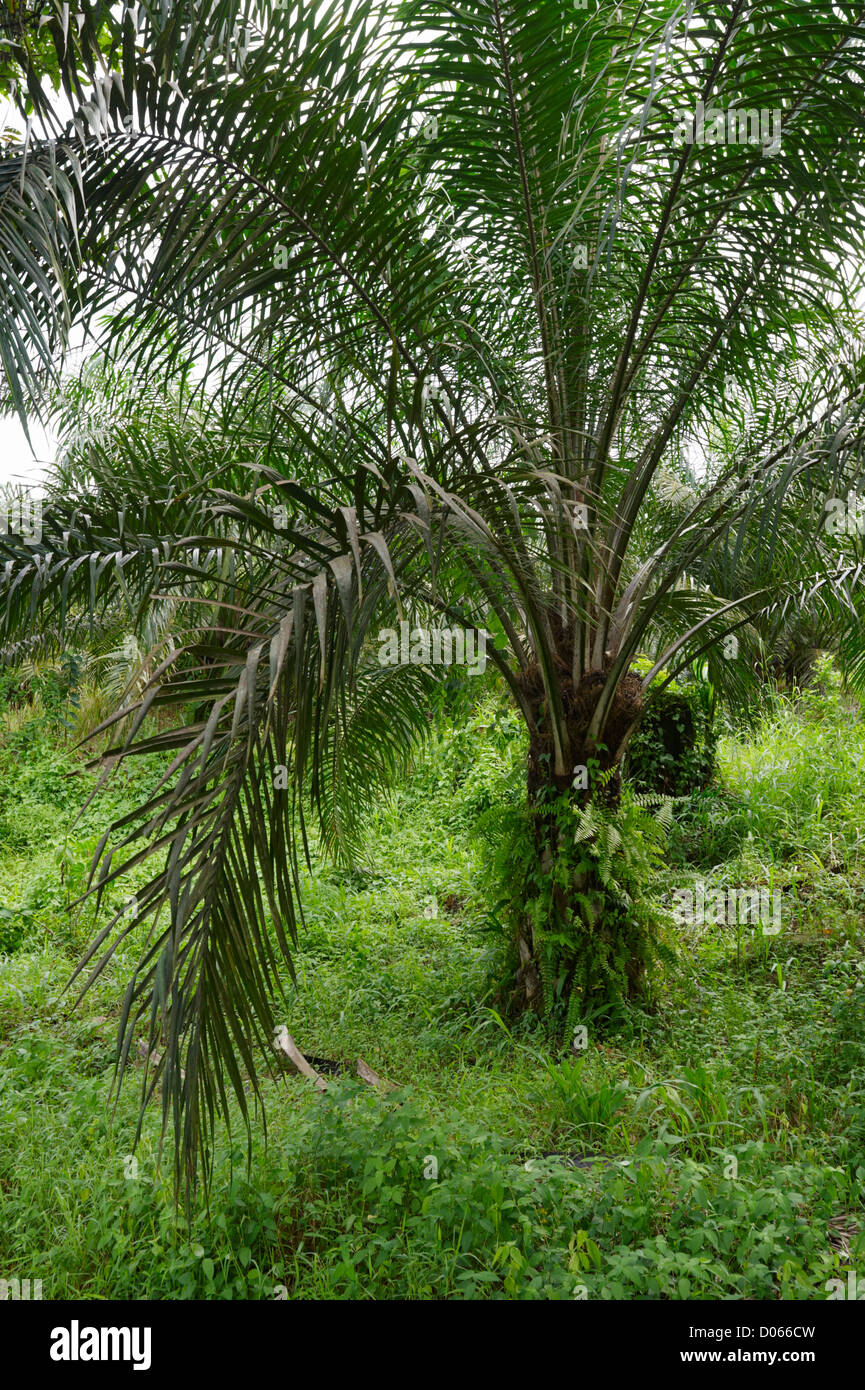Palm oil tree hires stock photography and images Alamy