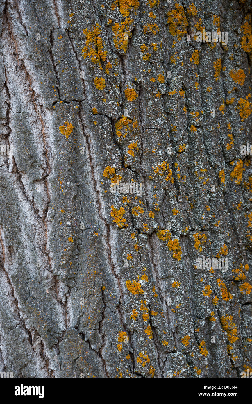Tree closeup with yellow coloured areas Stock Photo