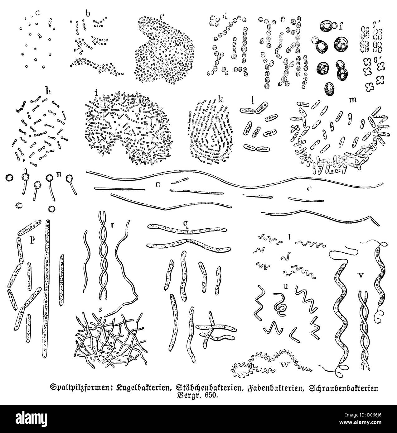 Forms of bacteria Stock Photo - Alamy