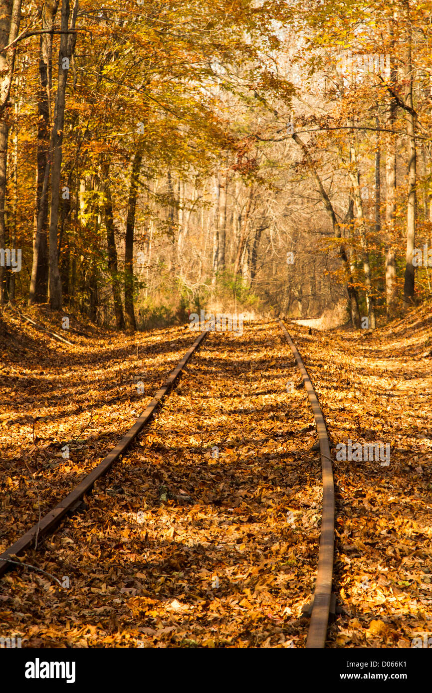 Railroad Track through the woods Stock Photo