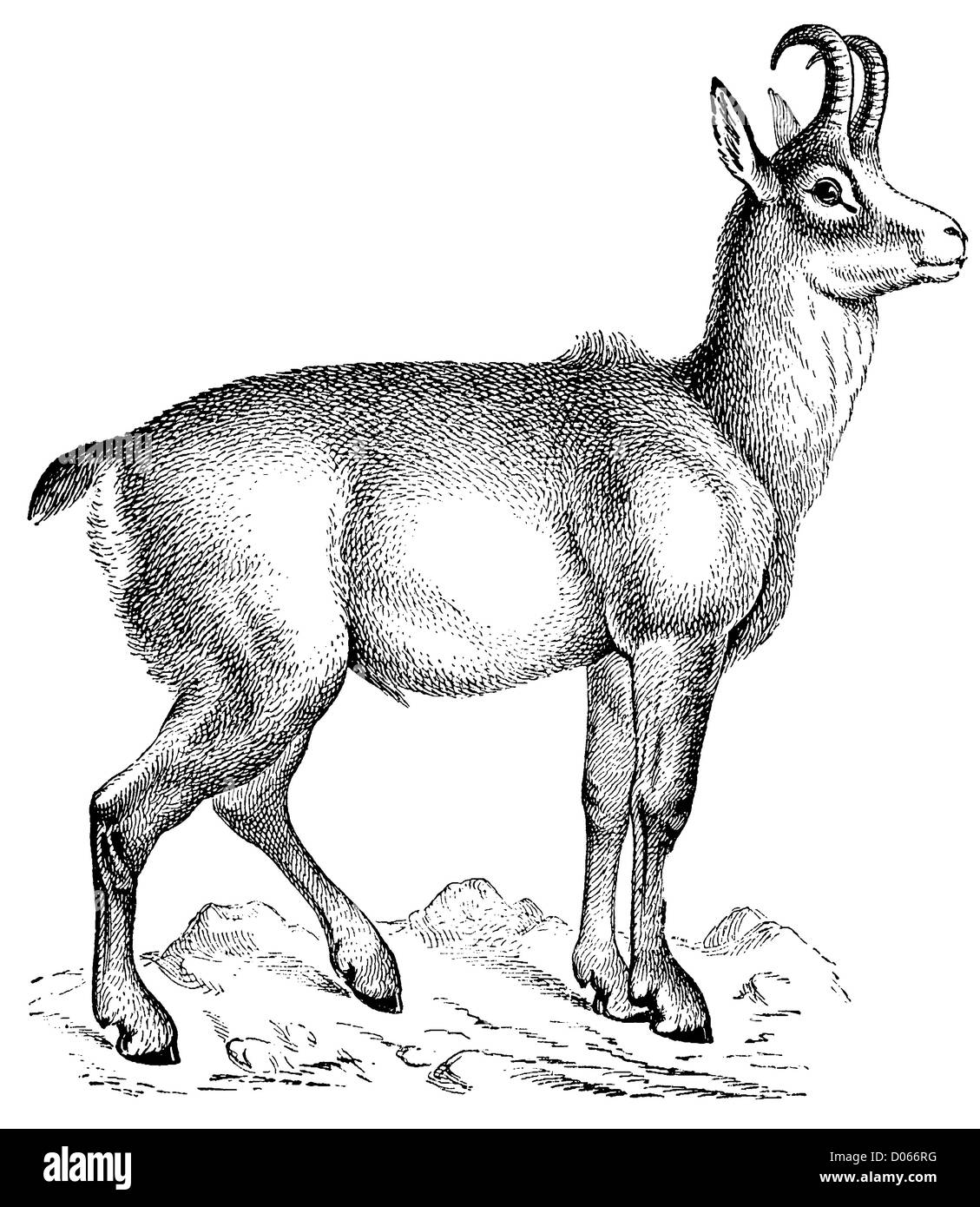 Black chamois hires stock photography and images Alamy