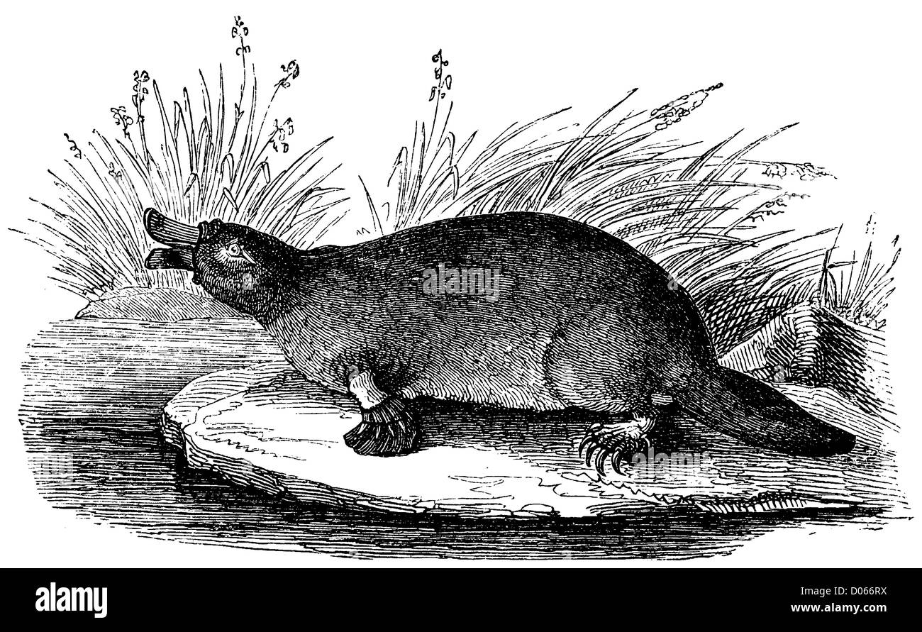 Platypus Black and White Stock Photos & Images - Alamy