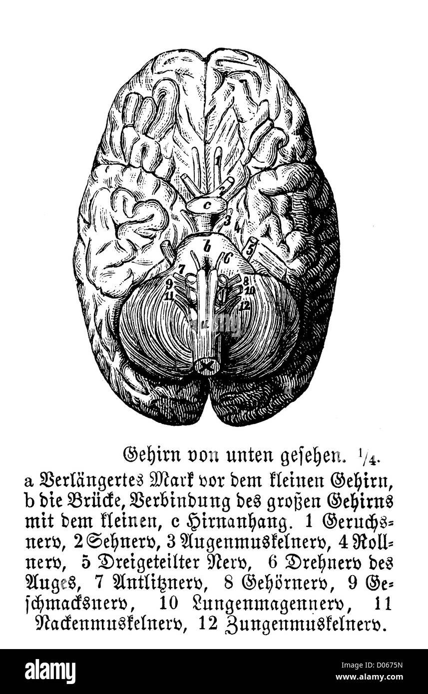 Human Brain Stock Photo