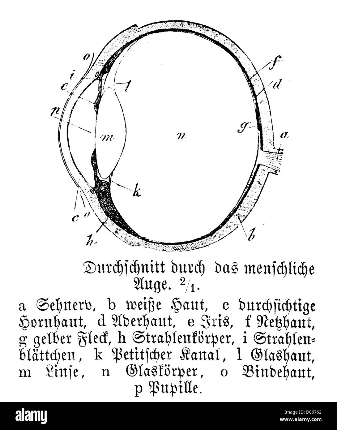 Eye eye Cut Out Stock Images & Pictures Alamy