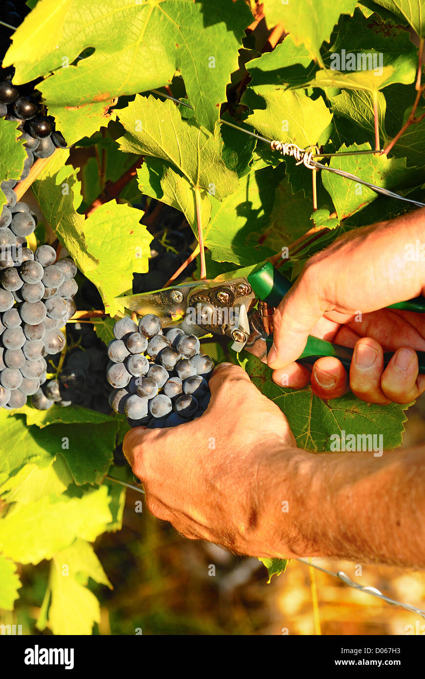 man hands harvesting grapes in french fields Stock Photo Alamy