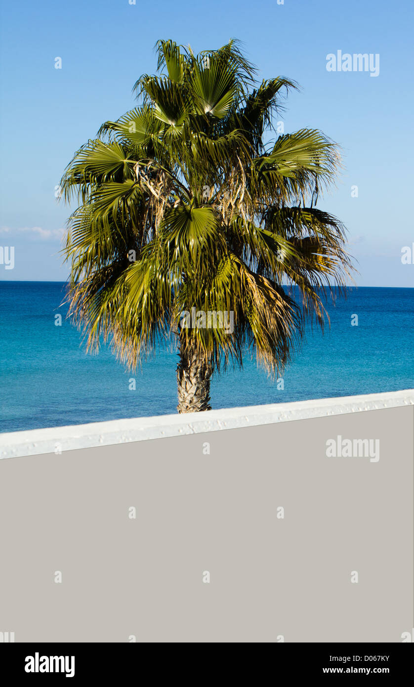 Lone Palm Tree On Ayia Napa Beach In Cyprus Island Stock Photo Alamy