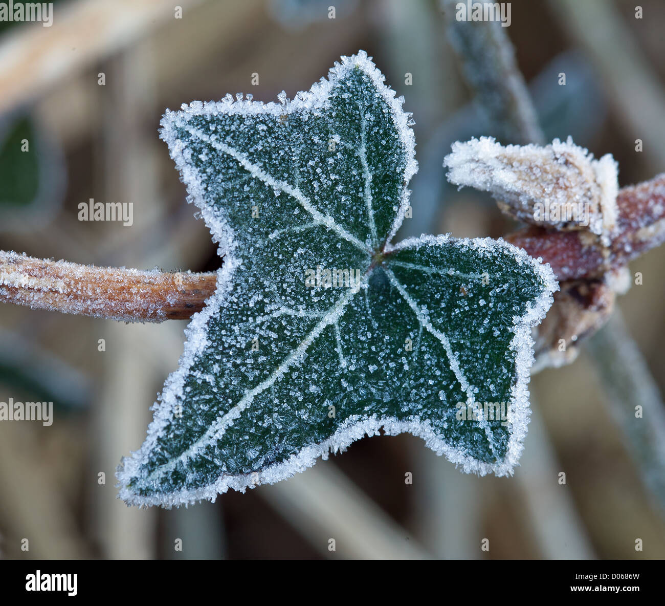 Ivy in frost hires stock photography and images Alamy