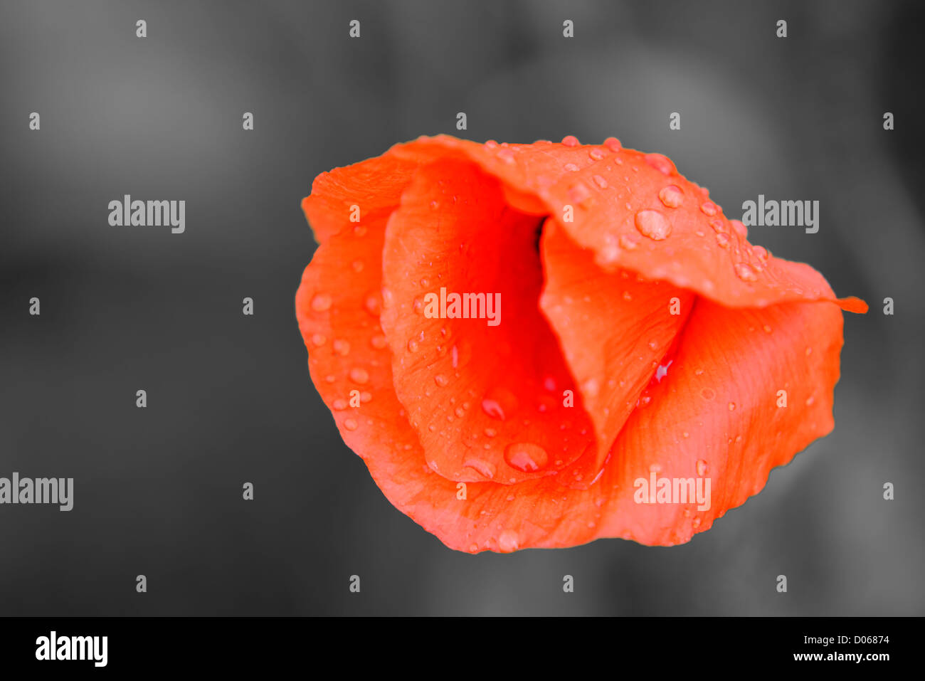 a red poppy on grey background Stock Photo - Alamy