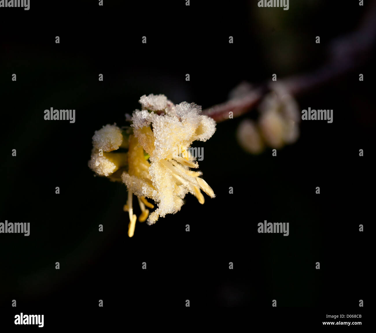 Frost on winter-flowering Shrubby Honeysuckle Stock Photo
