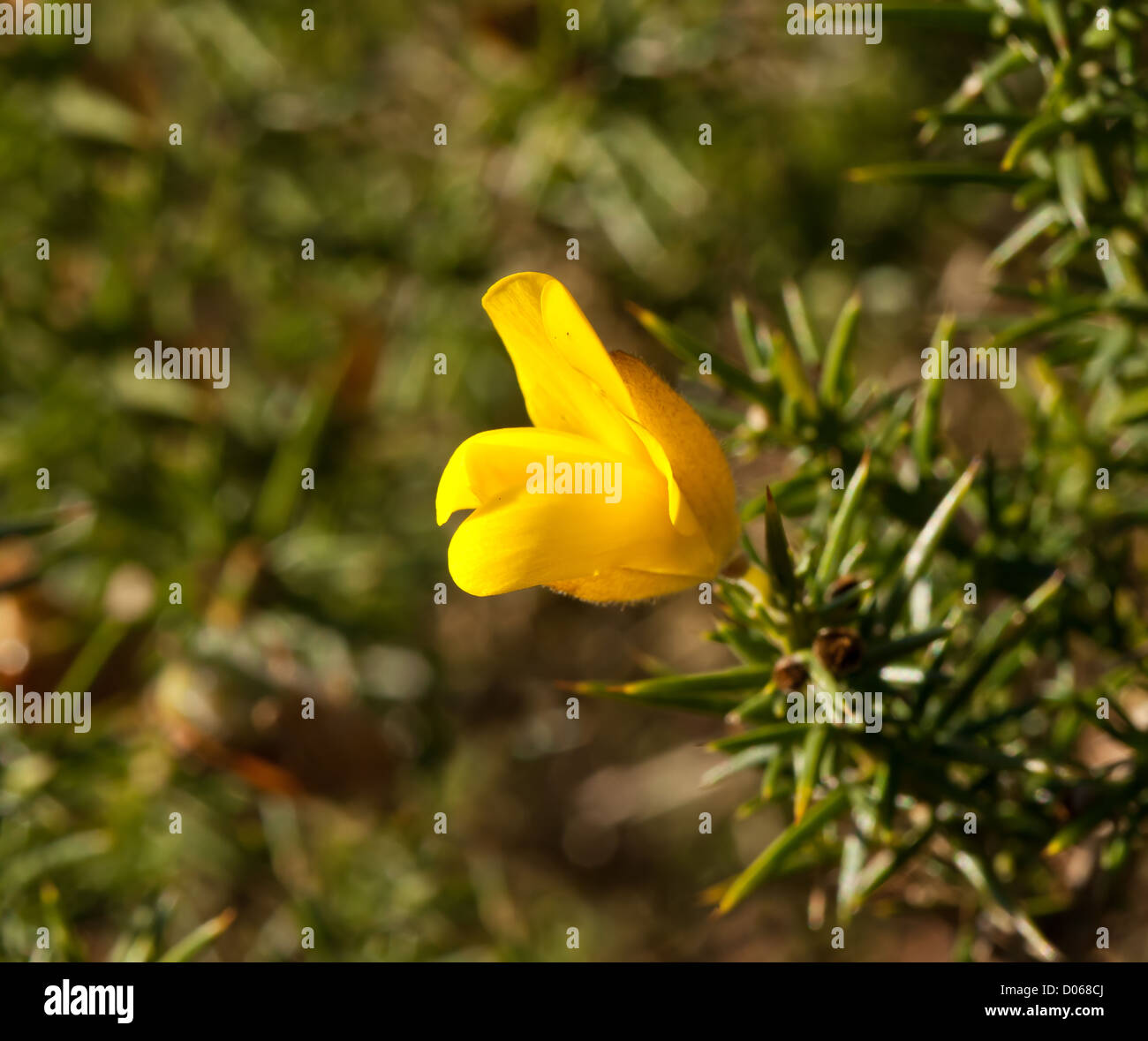Yellow Gorse Flower in Sunlight during winter showing spiny leaves Stock Photo