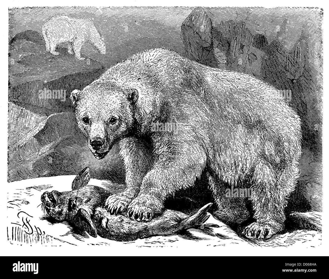 Polar bear illustration zoology hi-res stock photography and images - Alamy