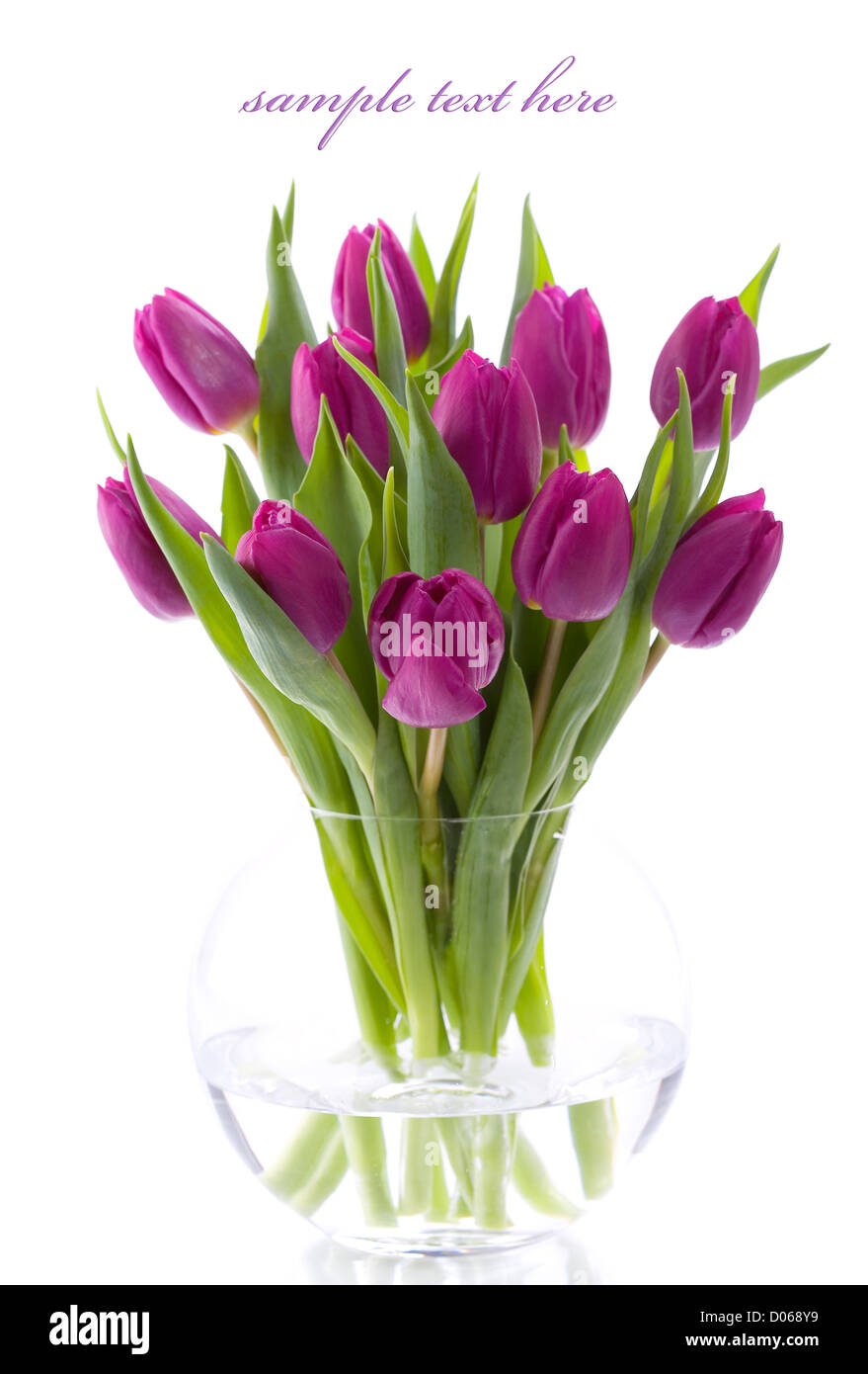 Pink tulips on white background. With sample text Stock Photo - Alamy